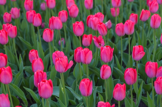 Gruppe rote Tulpen im Park