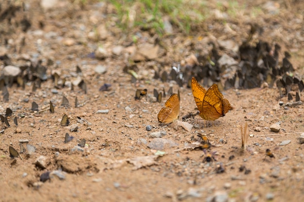 Gruppe Schmetterlinge, die aus den Grund puddeln und in Natur fliegen.