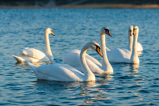 Gruppe schöne Schwäne im blauen See