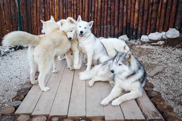 Gruppe schöne sibirische Hunde - Samojede und Husky.