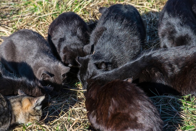 Gruppe schwarzer Katzen, die auf dem Boden mit grünem Gras fressen