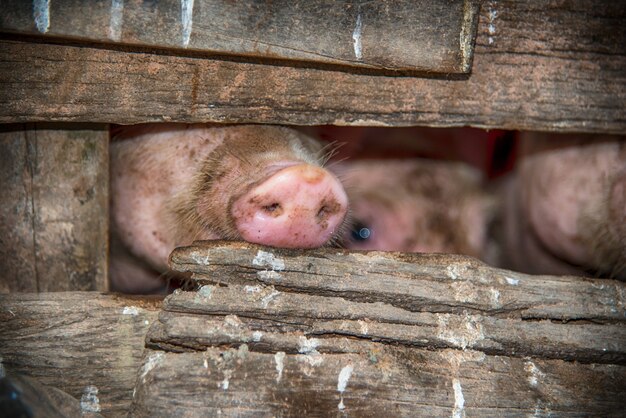 Gruppe Schweine im Bauernhofyard.