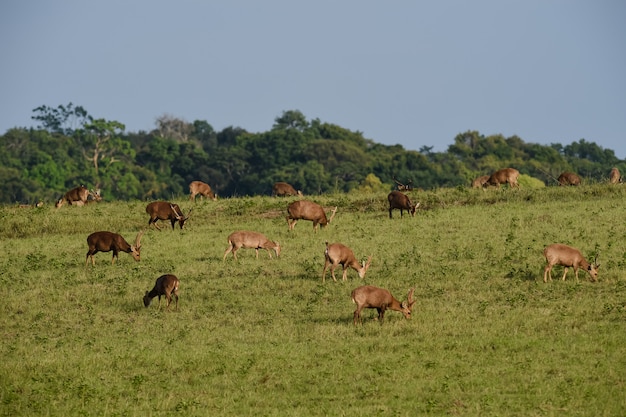 Gruppe Schweinhirsche auf Wiesenfeld, Thailand