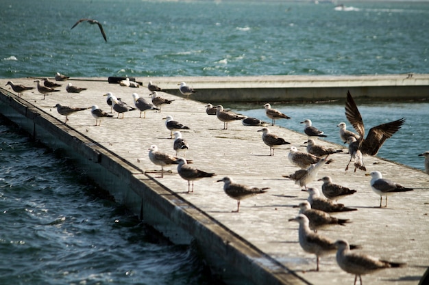 Gruppe Seemöwen auf Pier