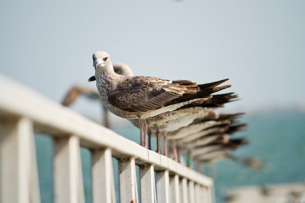 Gruppe Seemöwen auf Pier