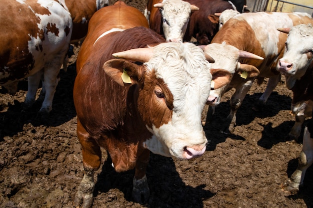 Gruppe starker muskulöser Bullen Haustiere für die Fleischproduktion auf dem Bio-Bauernhof