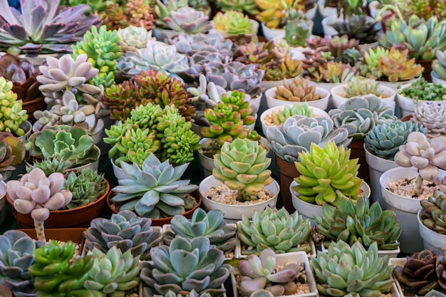 Gruppe vieler Kakteen im Topf, Ein Kaktus gehört zur Pflanzenfamilie der Cactaceae