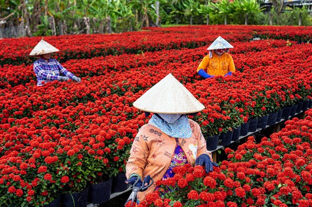 Gruppe vietnamesischer Landwirte, die mit rotem Blumengarten in Sadec . arbeiten