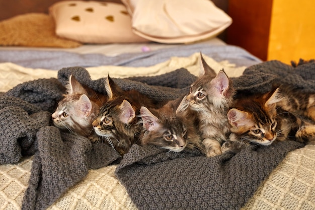 Gruppe von 6 süßen Maine Coon-Kätzchen, die in grauer warmer Decke auf dem Bett liegen