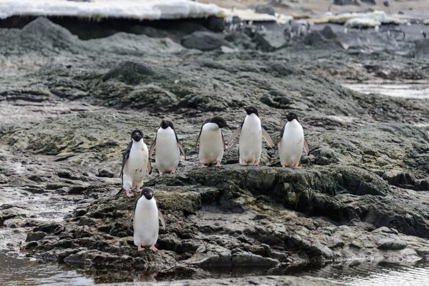 Gruppe von Adeliepinguinen am Strand in der Antarktis