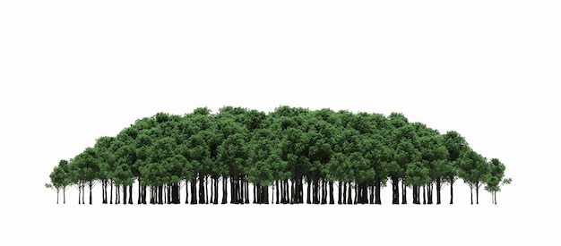 Gruppe von Bäumen isoliert auf weißem Hintergrund große Bäume im Wald 3D-Illustration CG-Rendering