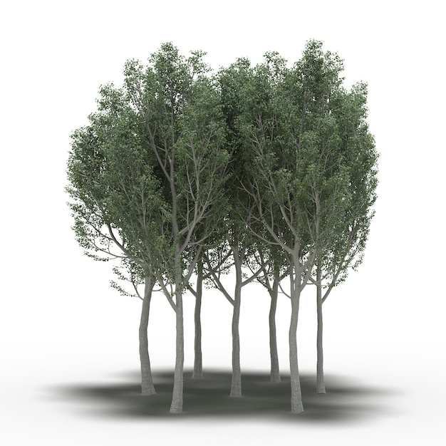 Gruppe von Bäumen mit einem Schatten darunter, isoliert auf weißem Hintergrund, 3D-Illustration, cg render
