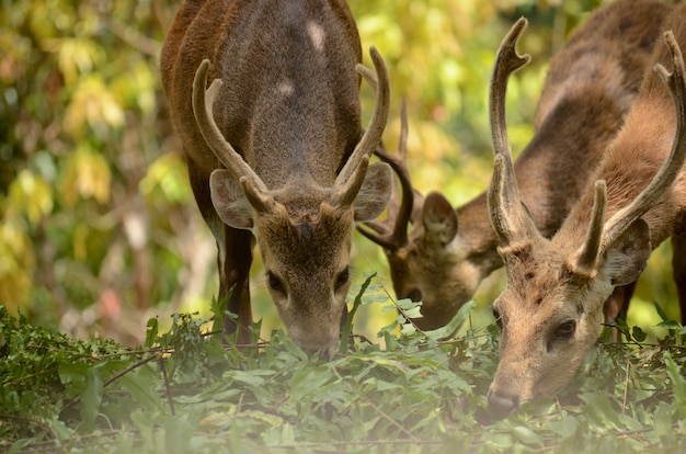 Gruppe von Bawean Deer, die im natürlichen Lebensraum stehen