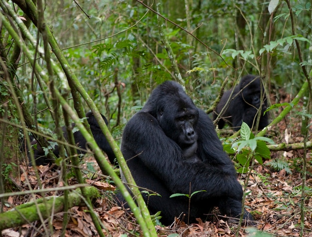 Gruppe von Berggorillas im Regenwald. Uganda. Bwindi Impenetrable Forest National Park.