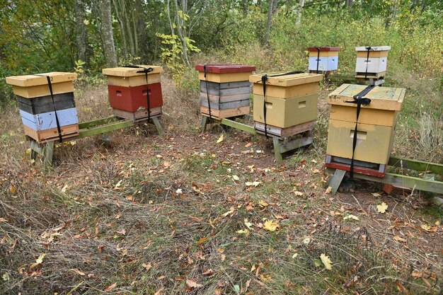 Foto gruppe von bienenstöcken bei der waldräumung