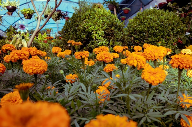 Foto gruppe von calendula bon bon orangen blüten in einem pflanzengarten