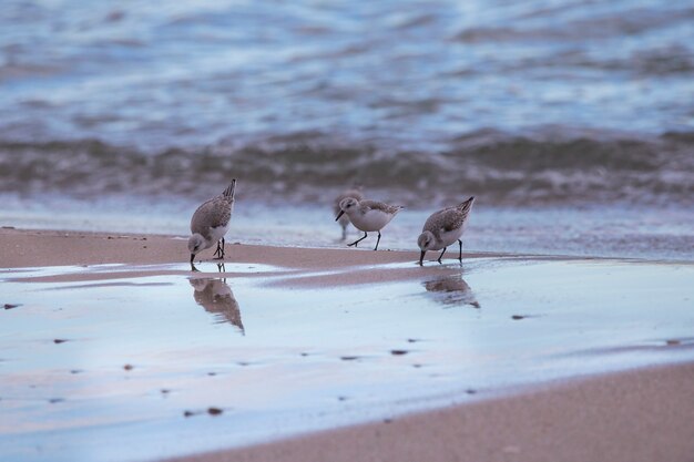 Gruppe von Dunlin in Saler Strand