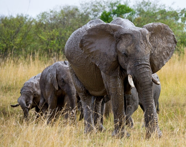 Gruppe von Elefanten in der Savanne.