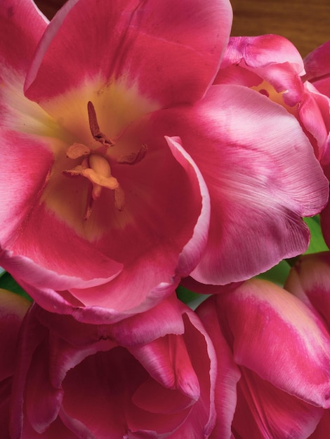 Gruppe von eleganten rosa Rosenfarbe Frühlingstulpen Glückwunschkarte Grußkartenkonzept