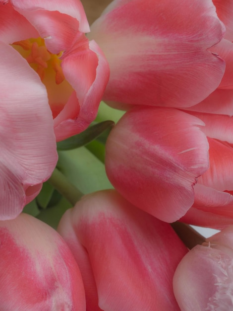 Gruppe von eleganten rosa Rosenfarbe Frühlingstulpen Glückwunschkarte Grußkartenkonzept