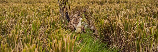 Gruppe von Enten auf der Seite von Reisfeldern im Bali-Banner-Langformat