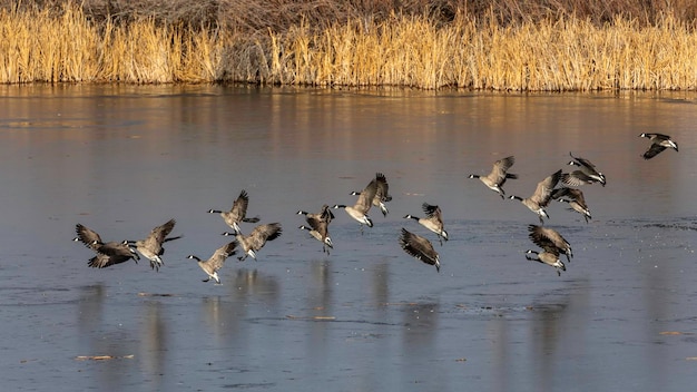 Gruppe von Enten, die auf dem Teich landen