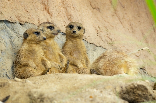 Gruppe von Erdmännchen (Suricata suricatta) auf Naturhintergrund. Wildtiere.