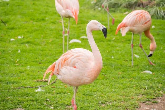 Gruppe von Flamingos in einer Prärie Phoenicopterus chilensis
