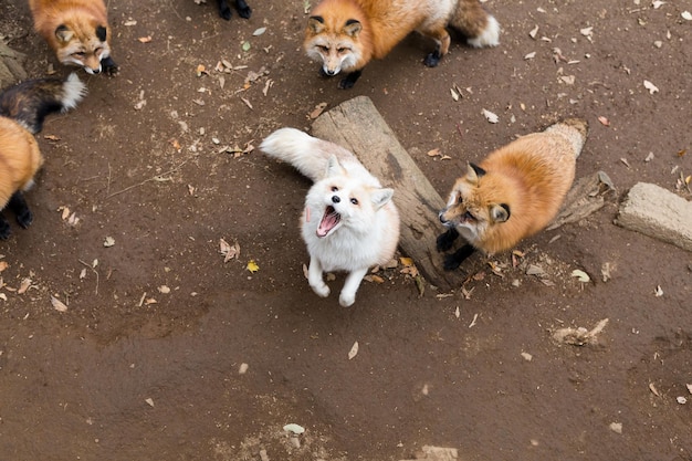 Gruppe von Fox, die nach oben schaut und auf Essen wartet