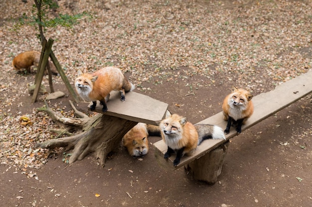 Gruppe von Fox, die nach oben schaut und auf Essen wartet