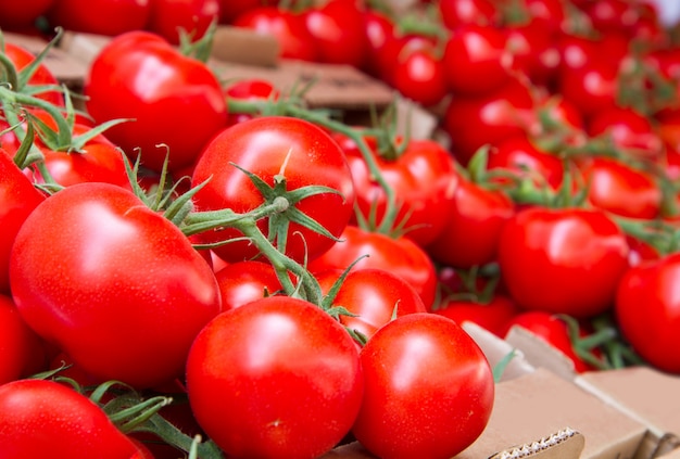 Gruppe von frischen Tomaten