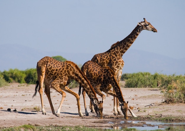 Foto gruppe von giraffen bei der bewässerung.