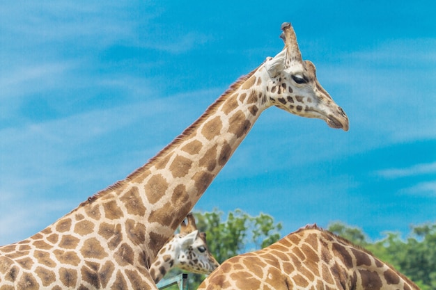 Gruppe von giraffen im park