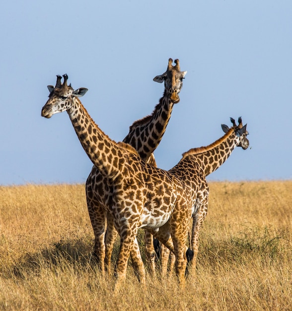 Gruppe von Giraffen in der Savanne