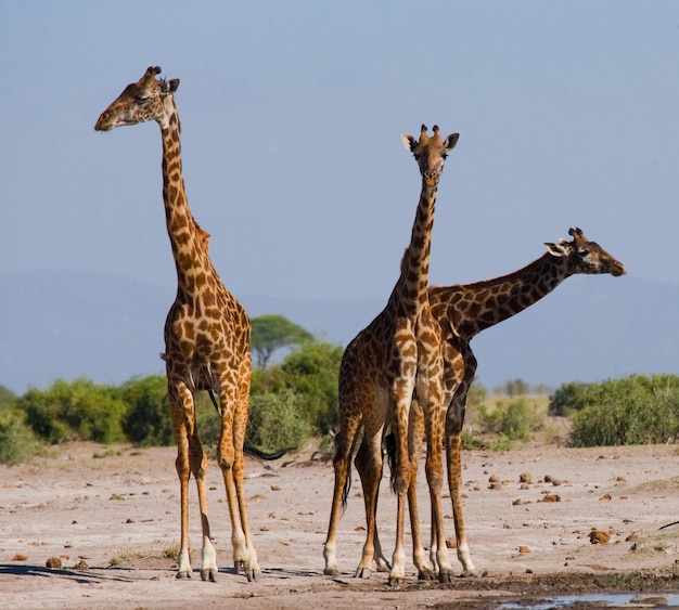 Gruppe von Giraffen in der Savanne.