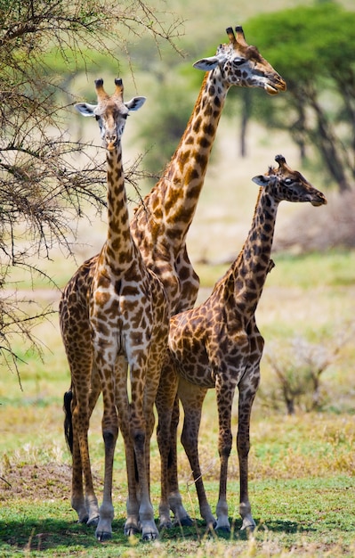 Gruppe von Giraffen in der Savanne.