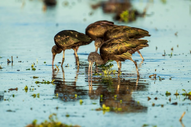 Gruppe von glänzendem ibis (plegadis falcinellus) in einem Reisfeld in Albufera des Naturparks Valencia, Valencia, Spanien.