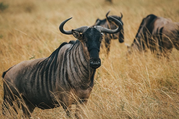 Gruppe von Gnus in der Savanne von Mikumi