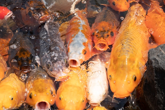 Gruppe von goldenen Fischen mit offenem Mund warten auf die Fütterung im Teich