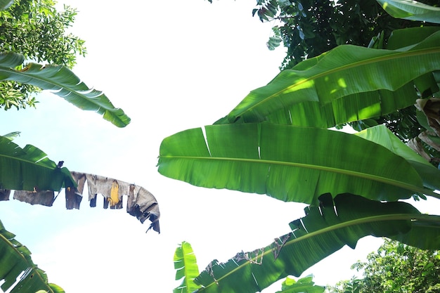 Gruppe von großen grünen Bananenblättern der exotischen Palme im Sonnenschein auf weißem Hintergrund Tropisches Pflanzenlaub mit sichtbarer Textur