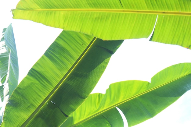 Gruppe von großen grünen Bananenblättern der exotischen Palme im Sonnenschein auf weißem Hintergrund Tropisches Pflanzenlaub mit sichtbarer Textur