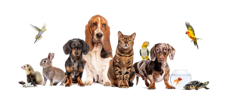 Foto gruppe von haustieren, die zusammen posieren, hund, katze, frettchen, kaninchen, vogel, fisch, nagetier, isoliert auf weiß