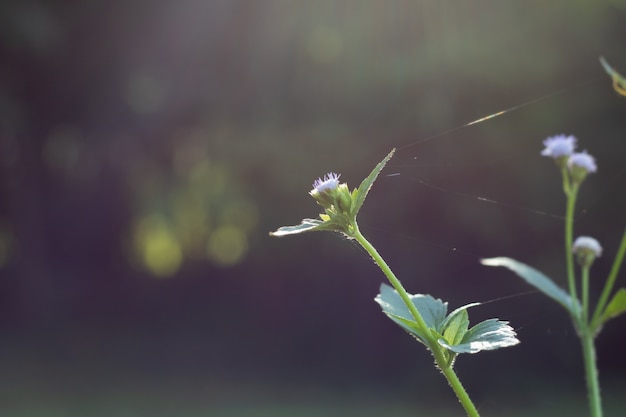 Gruppe von hellpurpurnen Blumen oder von Gras blühen nah oben mit Naturunschärfehintergrund.