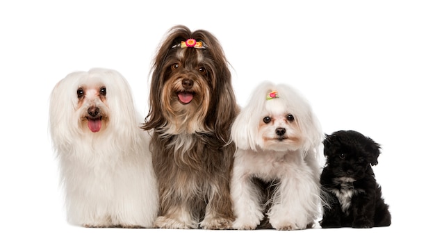 Gruppe von Hunden: Malteser und Havaneser Welpe