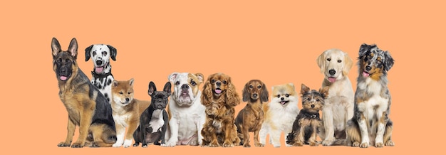 Gruppe von Hunden unterschiedlicher Größe und Rasse, die auf farbigem Hintergrund in die Kamera schauen, ein bisschen süß keuchend oder glücklich in einer Reihe