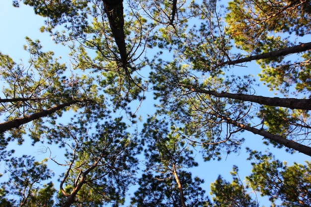 Gruppe von Kiefern mit blauem Himmel Natue Hintergrund