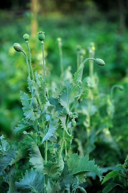 Gruppe von Köpfen des gereiften Gartenmohns