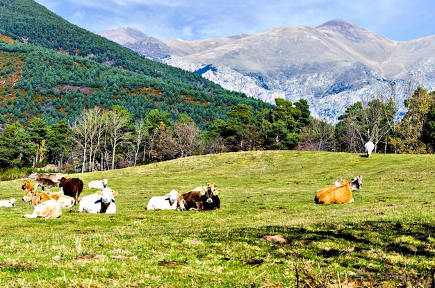 Gruppe von Kühen, die auf den grünen Feldern von Ribes und Freser in Girona, Spanien, weiden.