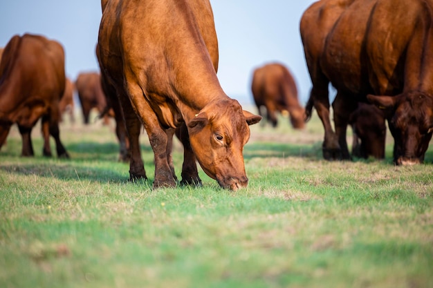 Gruppe von Kühen im Freien auf dem Feld, die Gras fressen