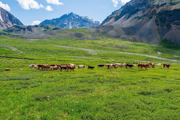 Gruppe von Kühen in der Ferne auf einer grünen Weide vor dem Hintergrund der Berge